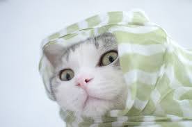 ガルちゃん猫カフェ50号店 開店しました♪(初めての方も大歓迎)