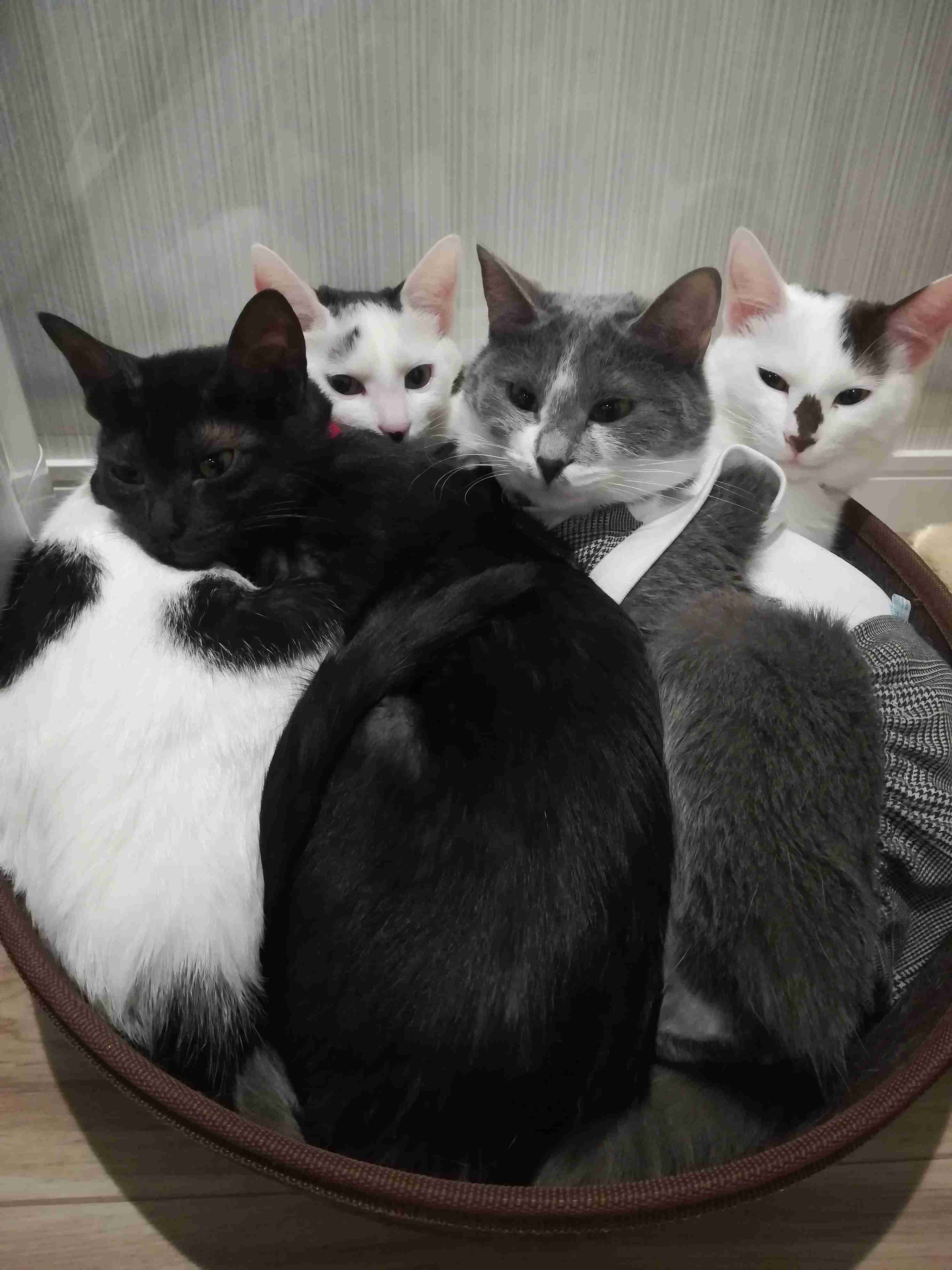 ガルちゃん猫カフェ50号店 開店しました♪(初めての方も大歓迎)