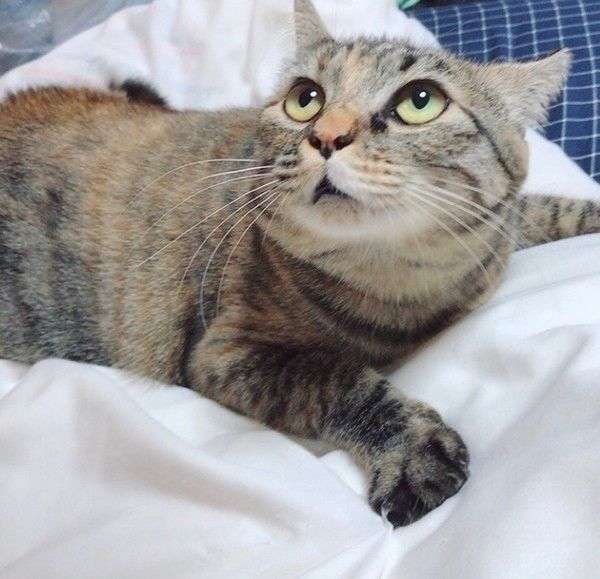 ガルちゃん猫カフェ50号店 開店しました♪(初めての方も大歓迎)