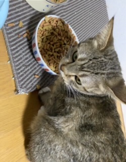 ガルちゃん猫カフェ50号店 開店しました♪(初めての方も大歓迎)