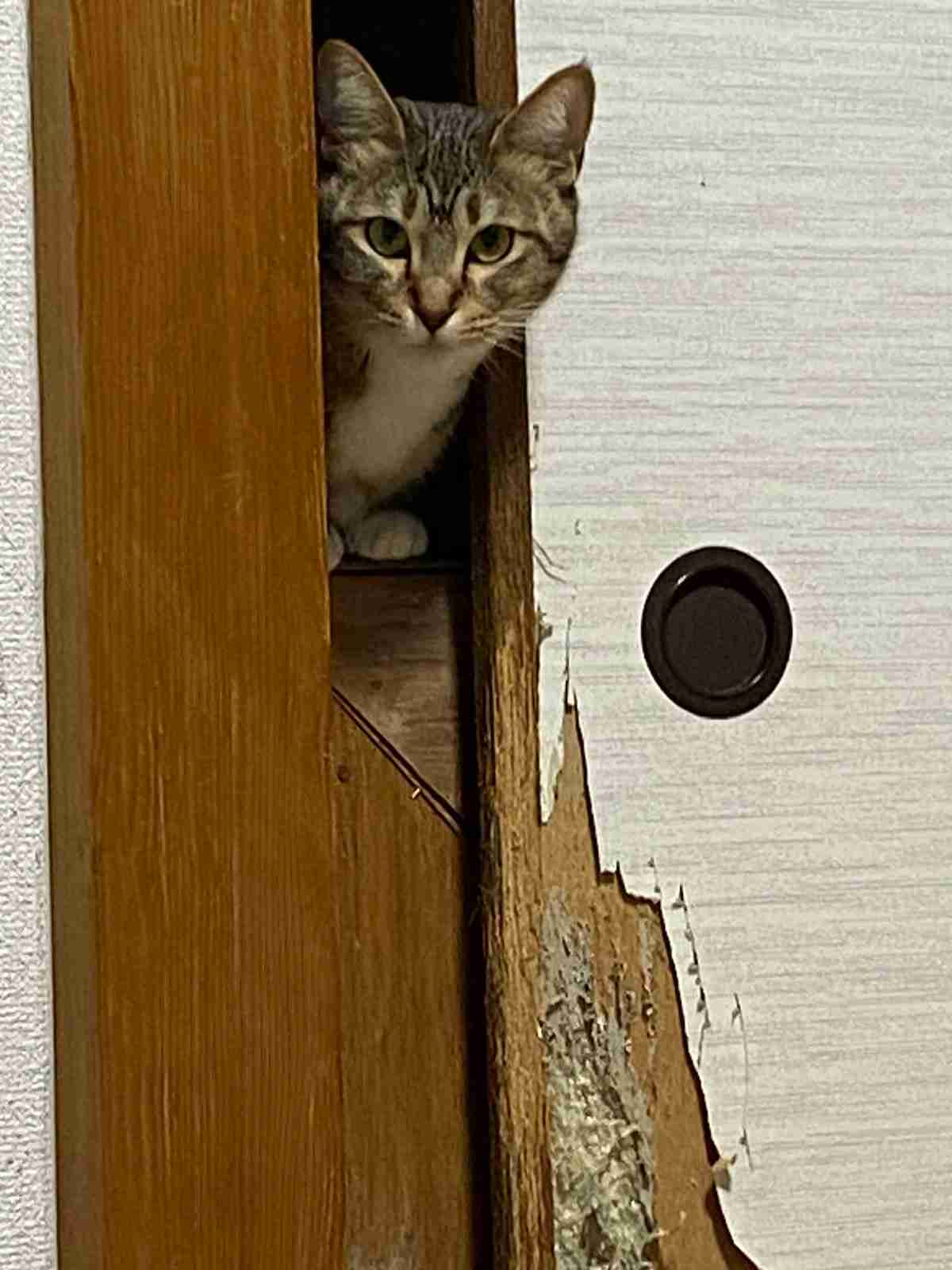 ガルちゃん猫カフェ50号店 開店しました♪(初めての方も大歓迎)