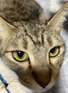 ガルちゃん猫カフェ50号店 開店しました♪(初めての方も大歓迎)