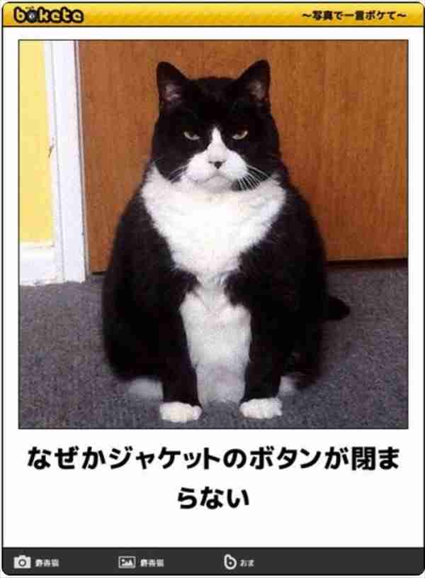 ガルちゃん猫カフェ50号店 開店しました♪(初めての方も大歓迎)
