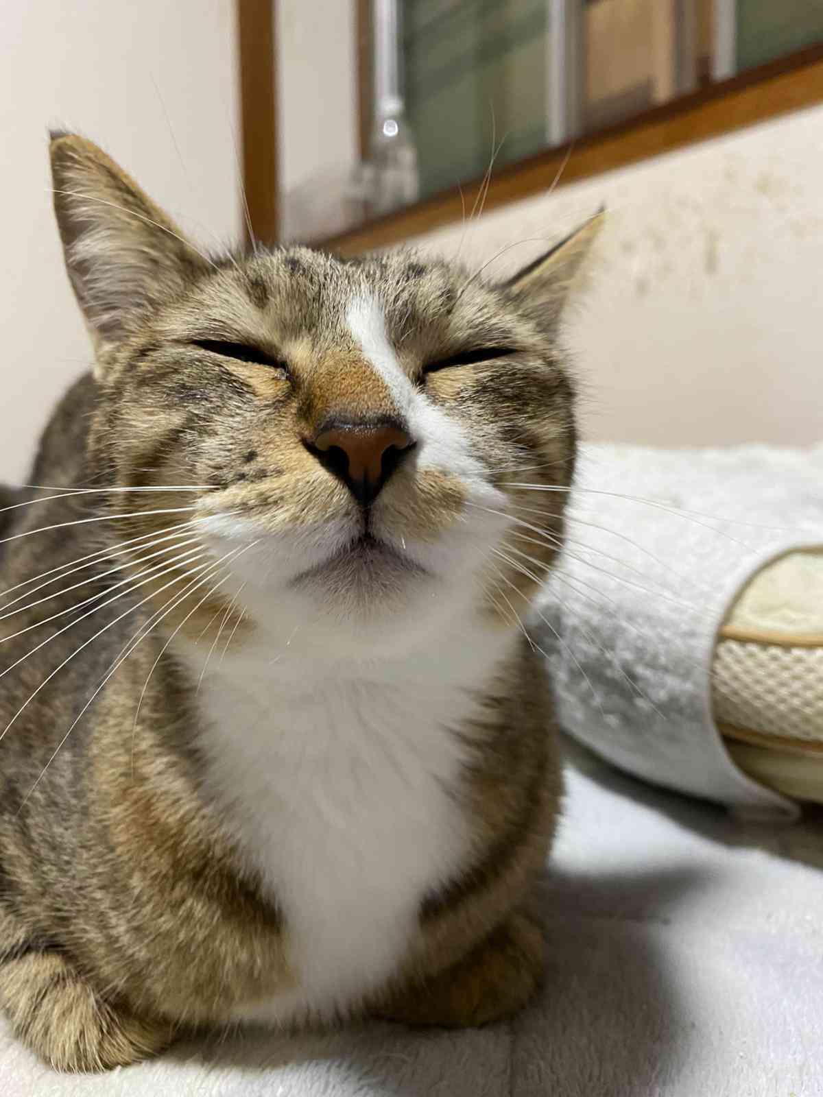 ガルちゃん猫カフェ50号店 開店しました♪(初めての方も大歓迎)