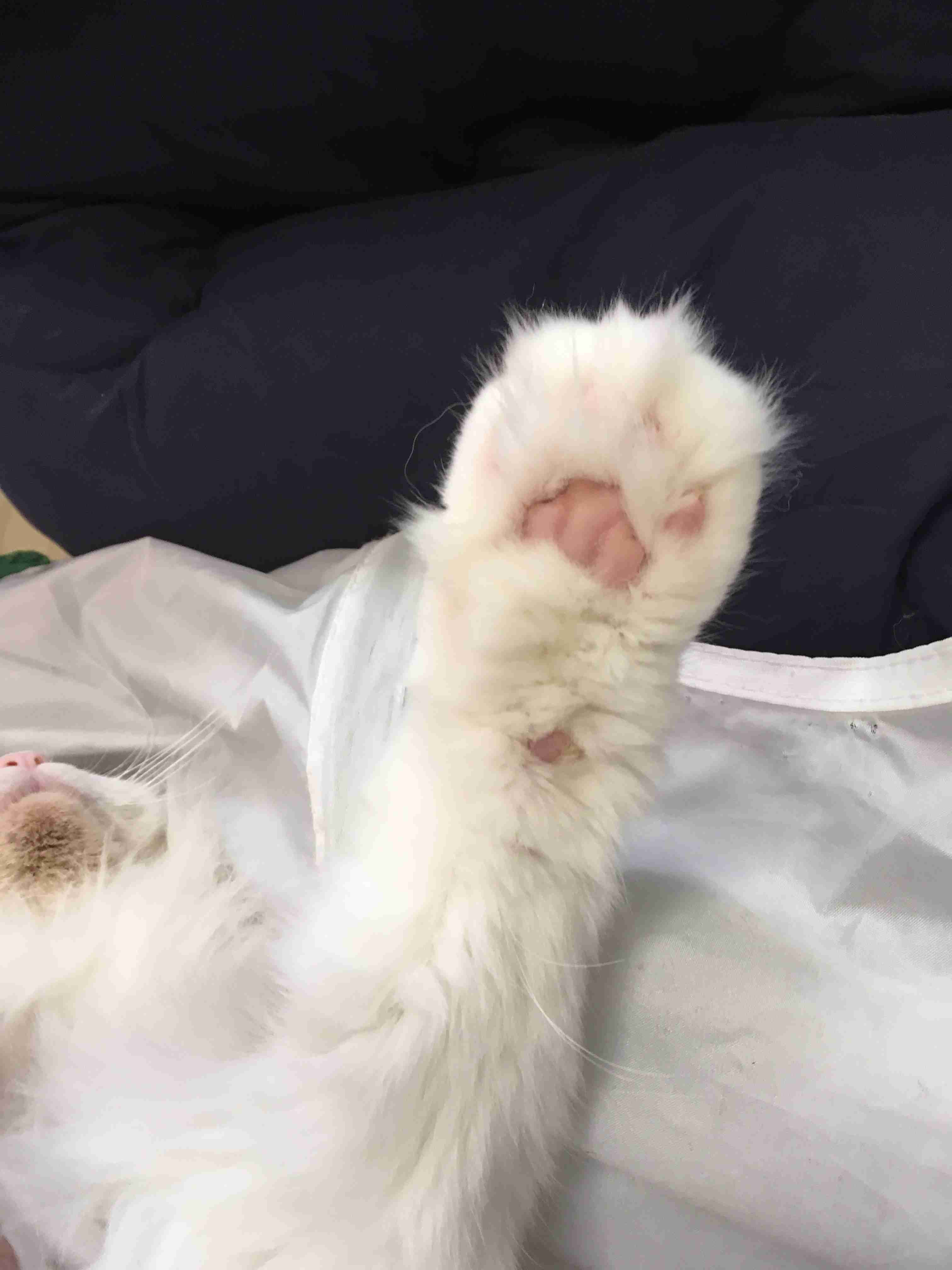 ガルちゃん猫カフェ50号店 開店しました♪(初めての方も大歓迎)