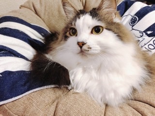 ガルちゃん猫カフェ50号店 開店しました♪(初めての方も大歓迎)