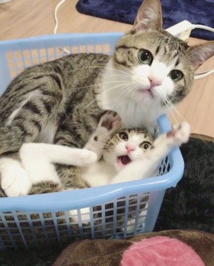 ガルちゃん猫カフェ50号店 開店しました♪(初めての方も大歓迎)
