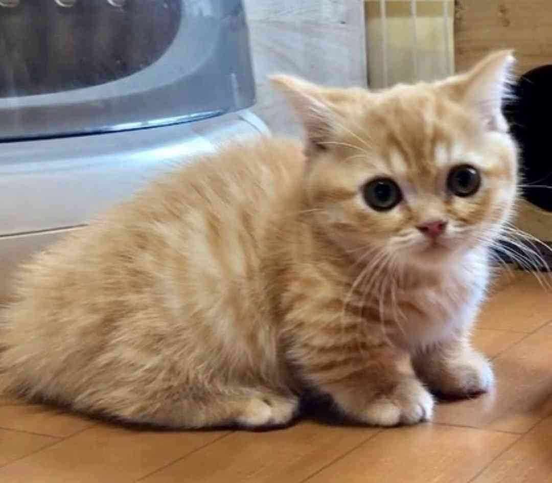 ガルちゃん猫カフェ50号店 開店しました♪(初めての方も大歓迎)
