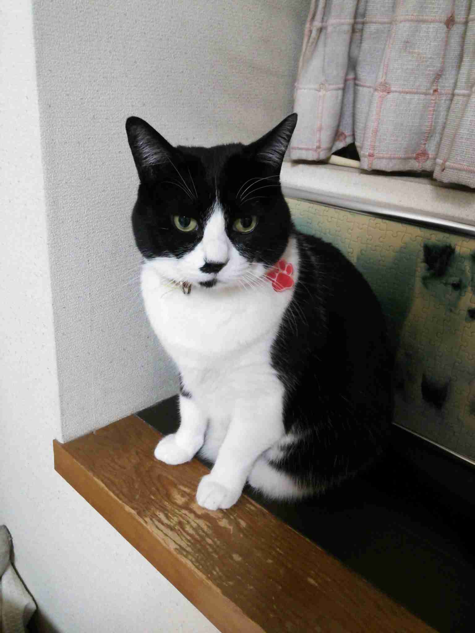 ガルちゃん猫カフェ50号店 開店しました♪(初めての方も大歓迎)