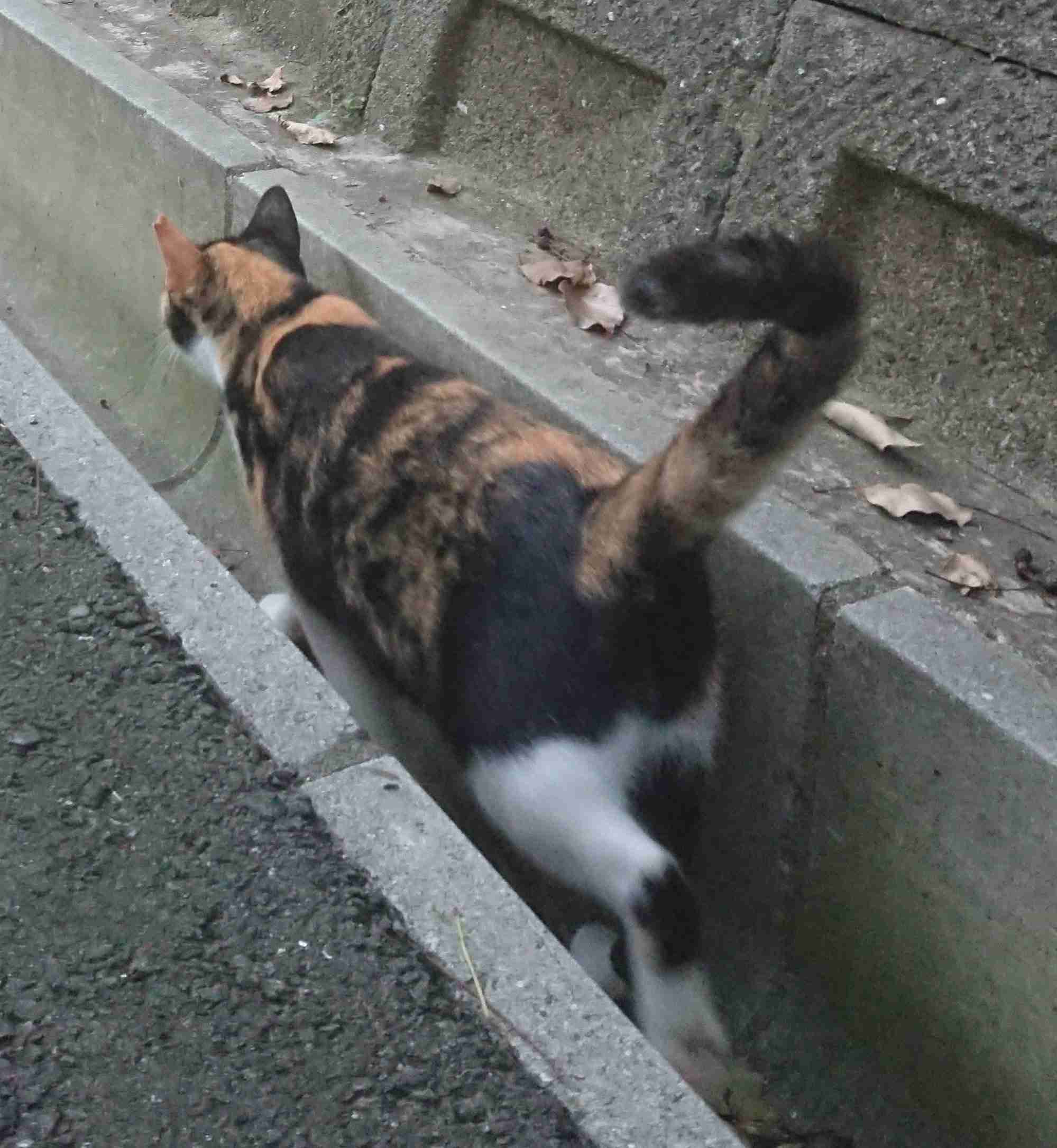 ガルちゃん猫カフェ50号店 開店しました♪(初めての方も大歓迎)