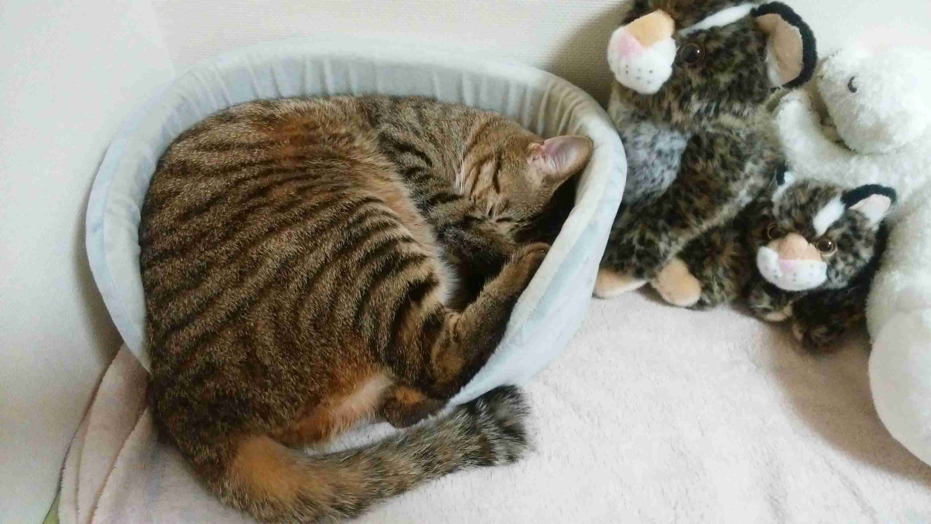 ガルちゃん猫カフェ50号店 開店しました♪(初めての方も大歓迎)