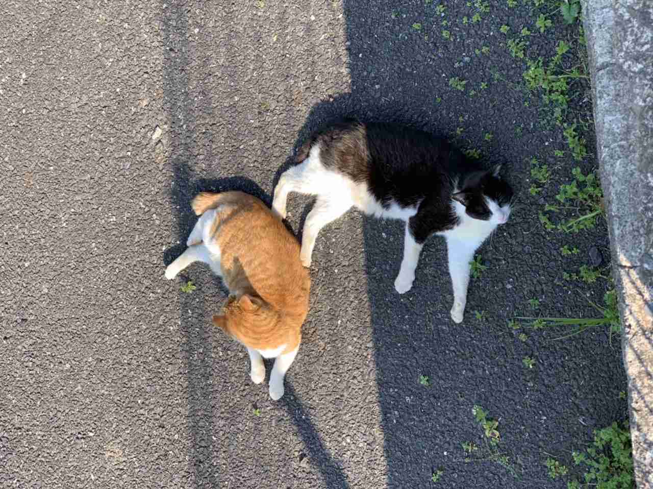 ガルちゃん猫カフェ50号店 開店しました♪(初めての方も大歓迎)