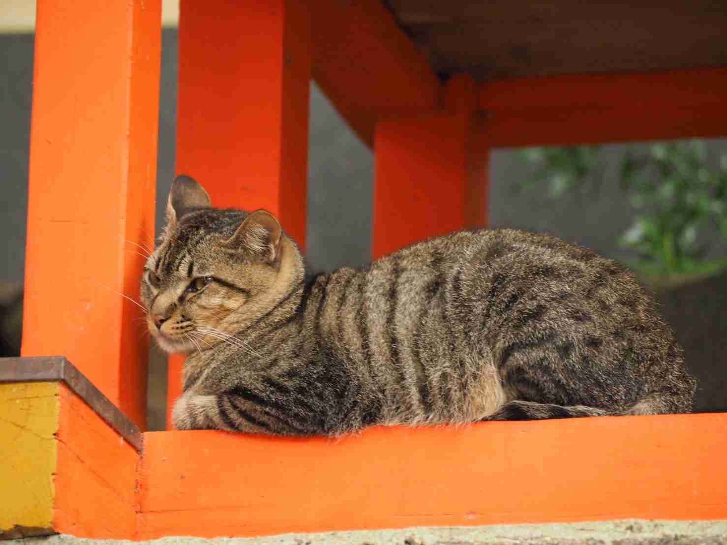 ガルちゃん猫カフェ50号店 開店しました♪(初めての方も大歓迎)