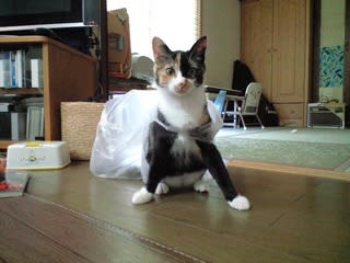 ガルちゃん猫カフェ50号店 開店しました♪(初めての方も大歓迎)