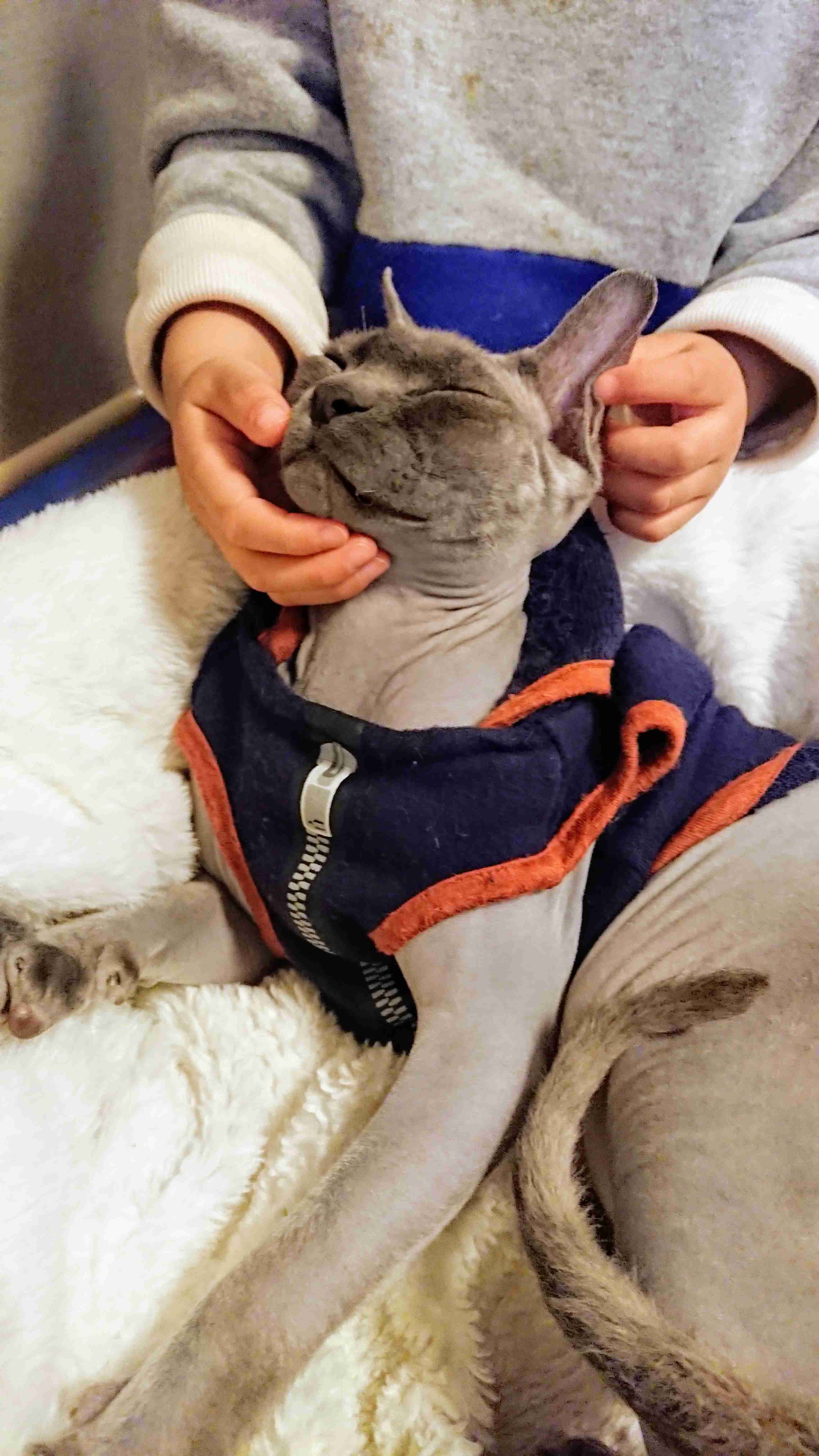 ガルちゃん猫カフェ50号店 開店しました♪(初めての方も大歓迎)