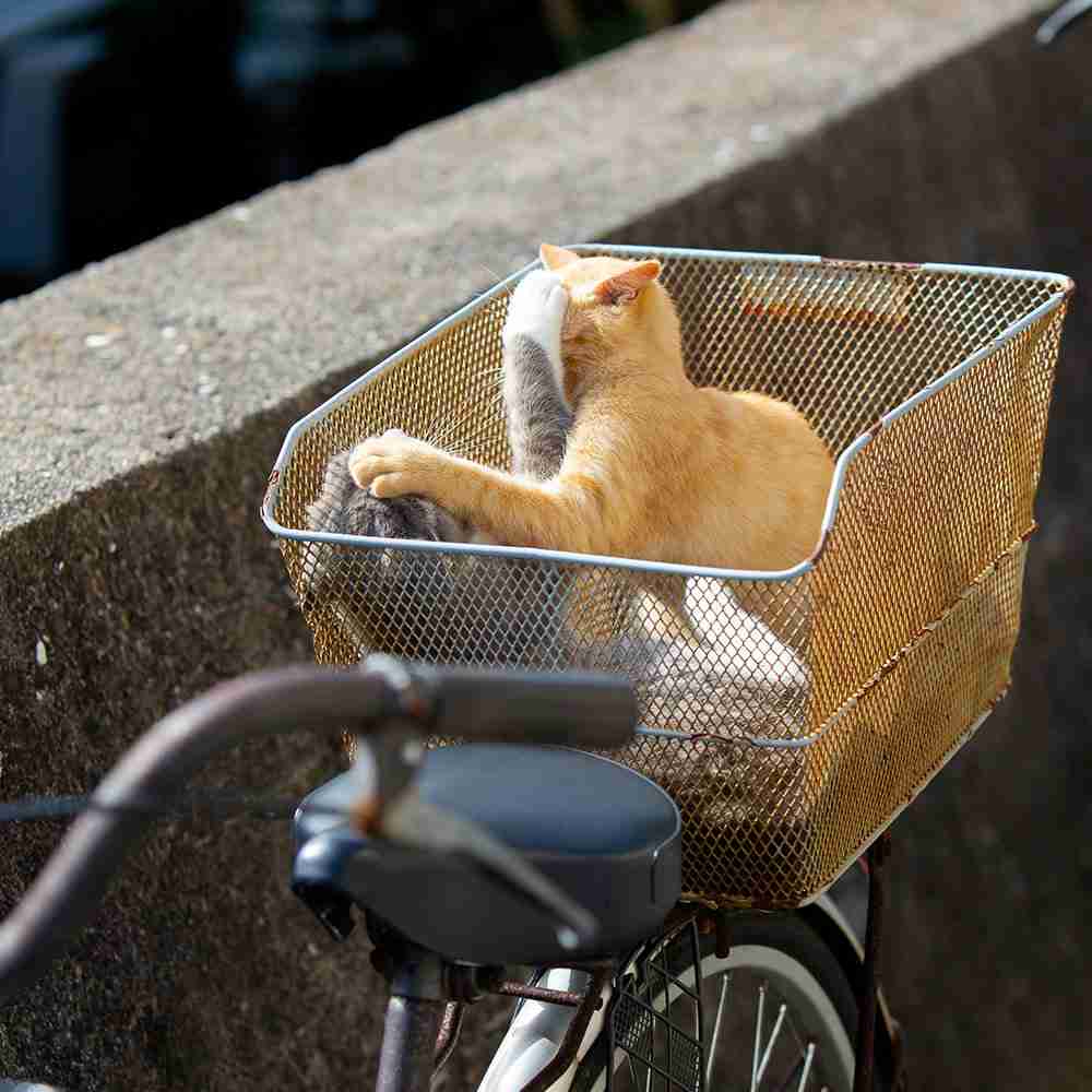 ガルちゃん猫カフェ50号店 開店しました♪(初めての方も大歓迎)