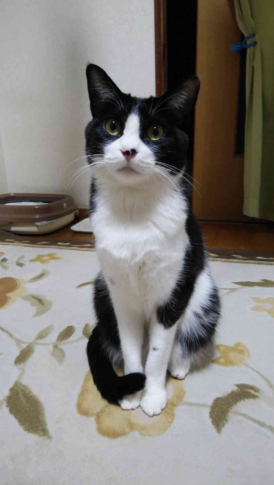 ガルちゃん猫カフェ50号店 開店しました♪(初めての方も大歓迎)