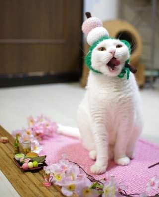ガルちゃん猫カフェ50号店 開店しました♪(初めての方も大歓迎)