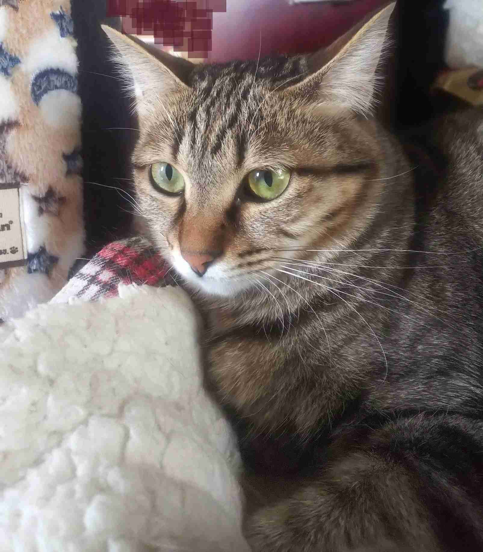 ガルちゃん猫カフェ50号店 開店しました♪(初めての方も大歓迎)