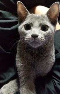 ガルちゃん猫カフェ50号店 開店しました♪(初めての方も大歓迎)