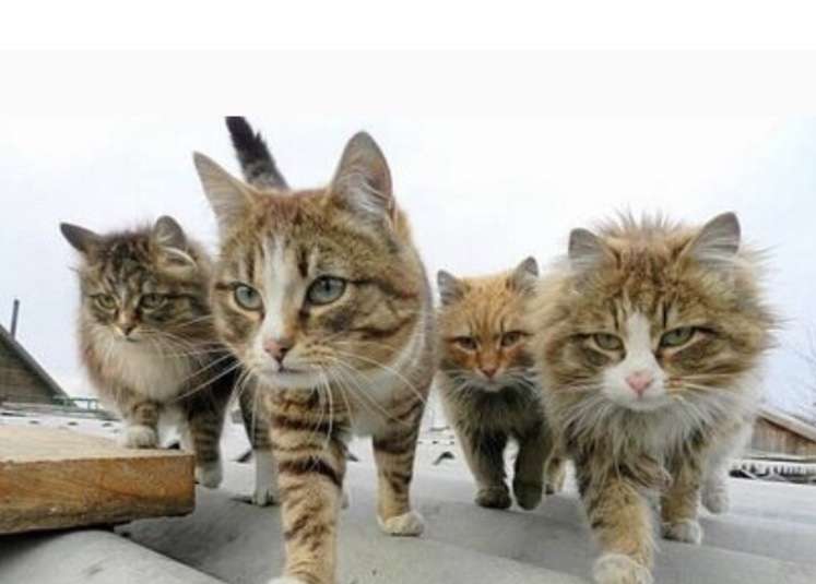 ガルちゃん猫カフェ50号店 開店しました♪(初めての方も大歓迎)