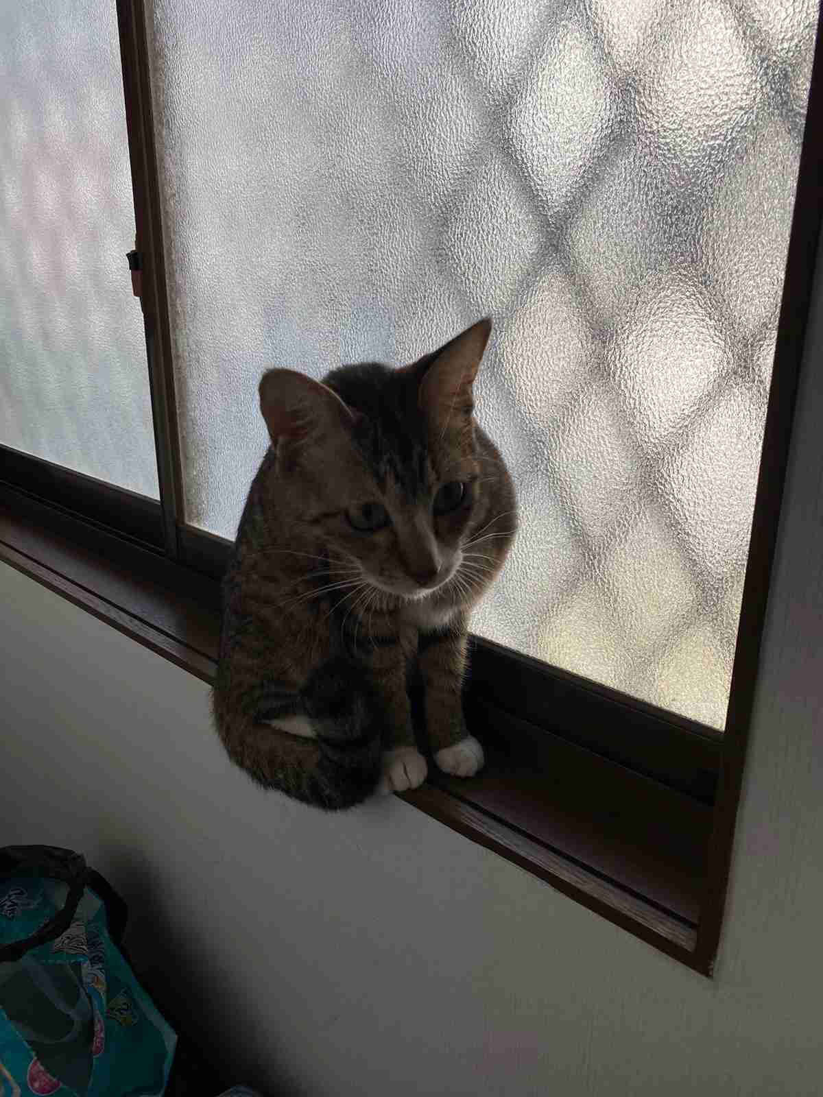 ガルちゃん猫カフェ50号店 開店しました♪(初めての方も大歓迎)