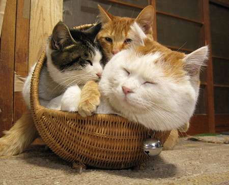 ガルちゃん猫カフェ50号店 開店しました♪(初めての方も大歓迎)