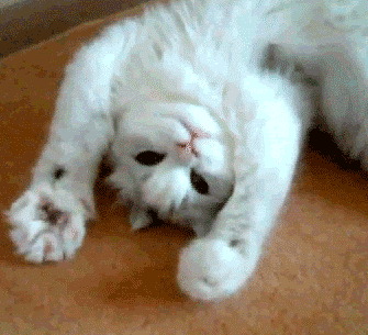 ガルちゃん猫カフェ50号店 開店しました♪(初めての方も大歓迎)