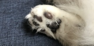 ガルちゃん猫カフェ50号店 開店しました♪(初めての方も大歓迎)