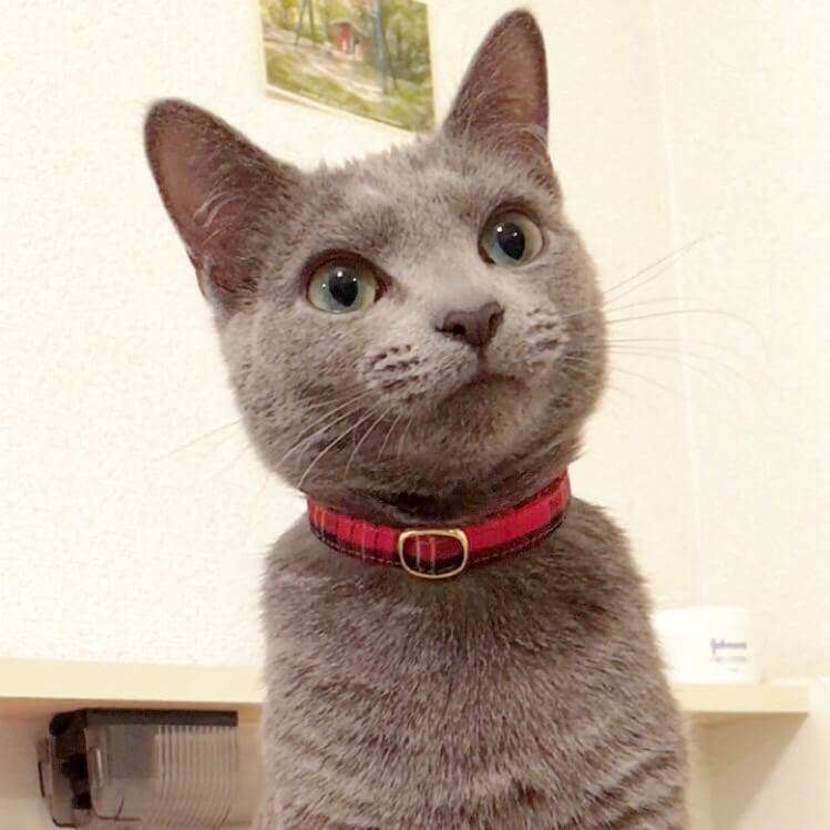 ガルちゃん猫カフェ50号店 開店しました♪(初めての方も大歓迎)