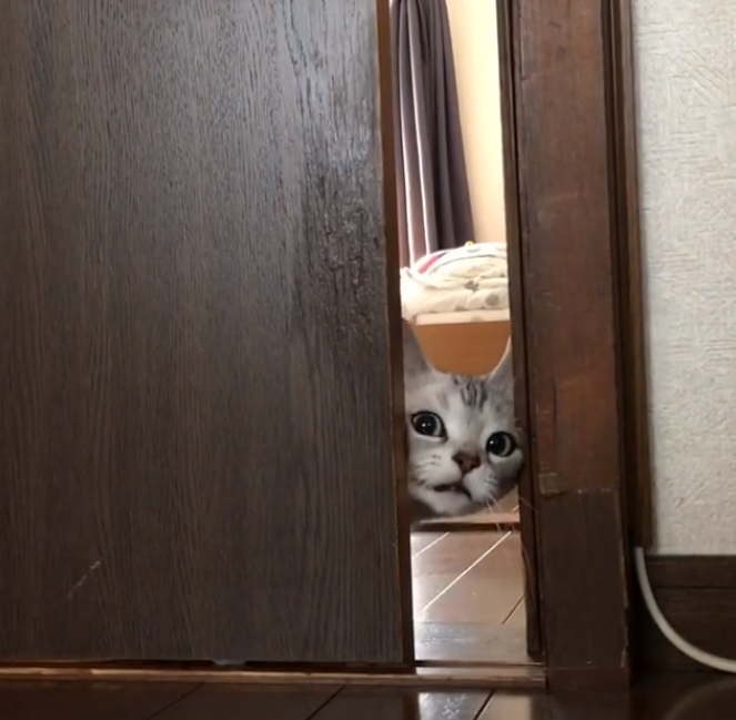 ガルちゃん猫カフェ50号店 開店しました♪(初めての方も大歓迎)