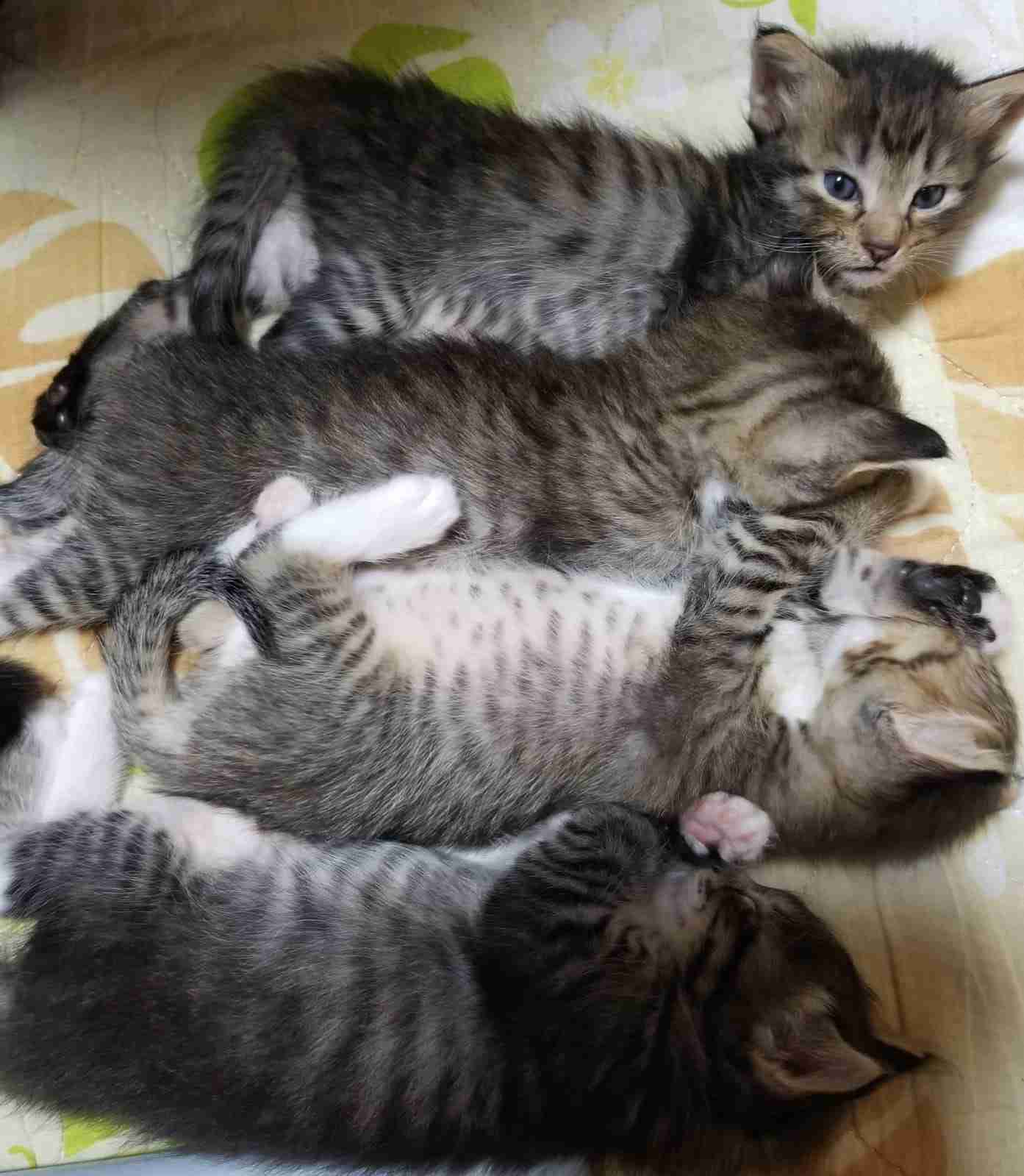 ガルちゃん猫カフェ50号店 開店しました♪(初めての方も大歓迎)