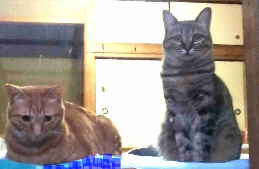 ガルちゃん猫カフェ50号店 開店しました♪(初めての方も大歓迎)