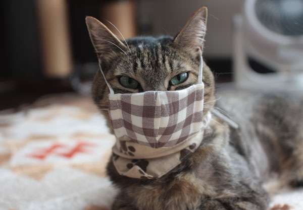 ガルちゃん猫カフェ50号店 開店しました♪(初めての方も大歓迎)