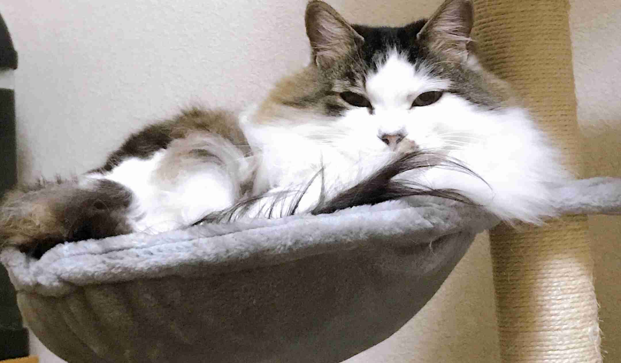 ガルちゃん猫カフェ50号店 開店しました♪(初めての方も大歓迎)