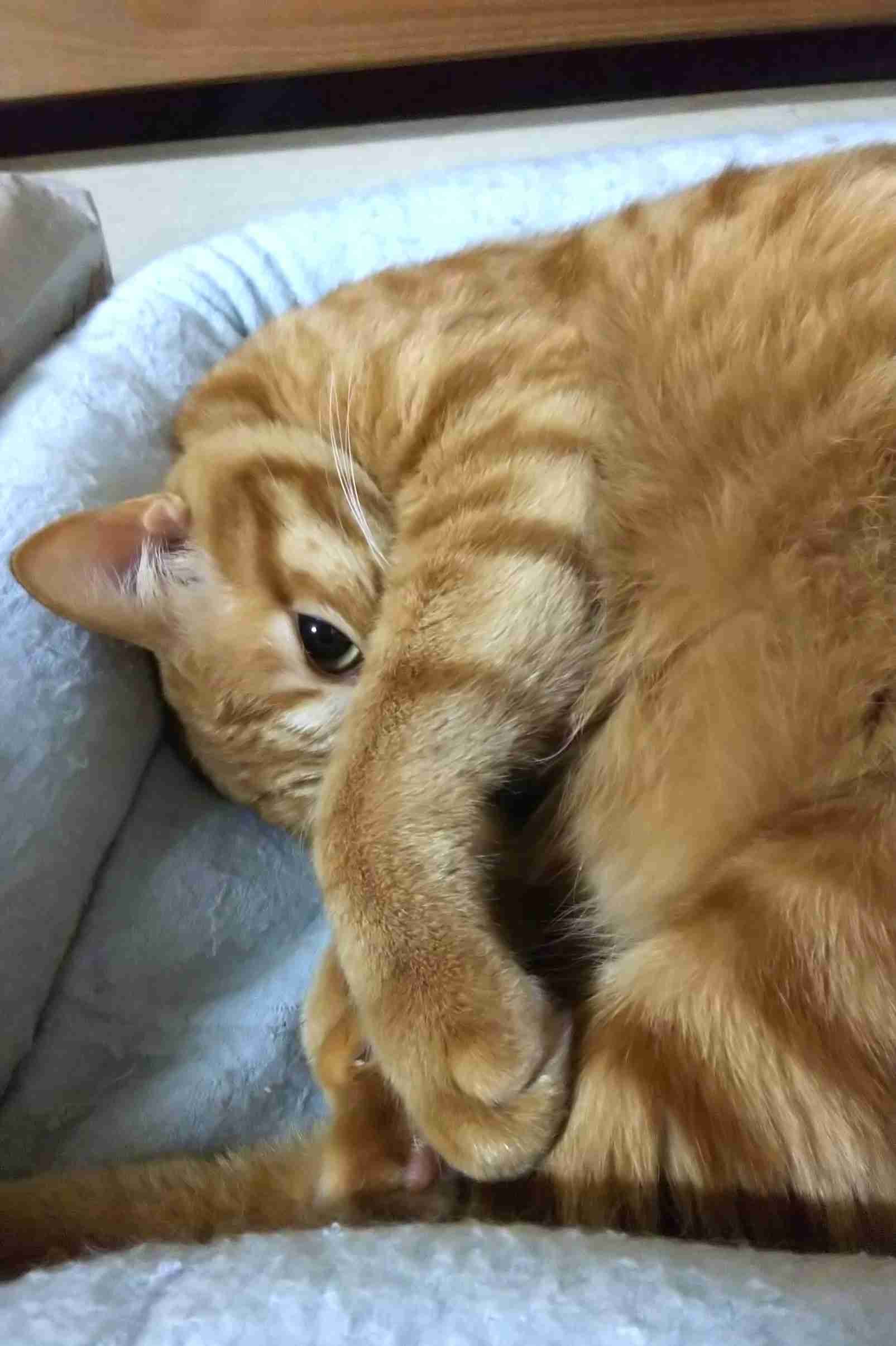 ガルちゃん猫カフェ50号店 開店しました♪(初めての方も大歓迎)