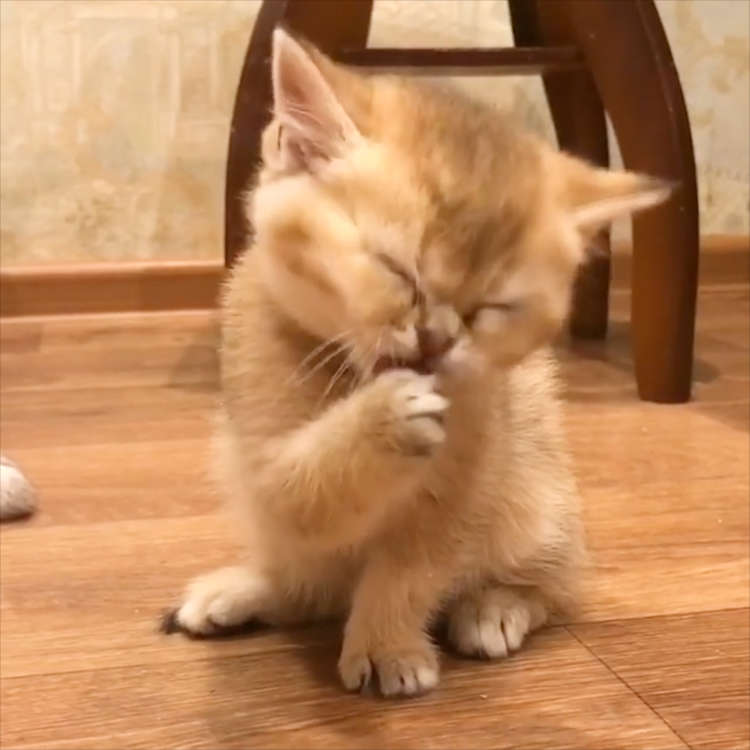 ガルちゃん猫カフェ50号店 開店しました♪(初めての方も大歓迎)