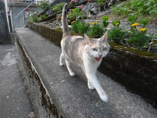 ガルちゃん猫カフェ50号店 開店しました♪(初めての方も大歓迎)