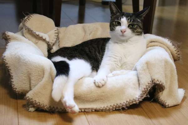 ガルちゃん猫カフェ50号店 開店しました♪(初めての方も大歓迎)