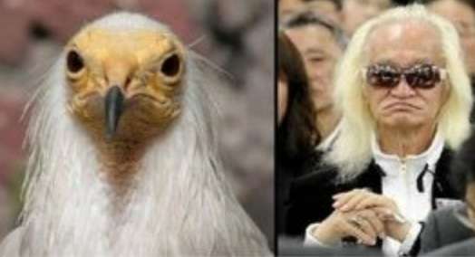 とにかく似てると思った画像を貼っていくトピ