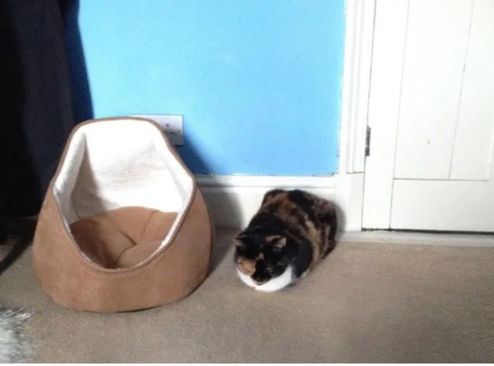 動物たちのお気に入りの場所