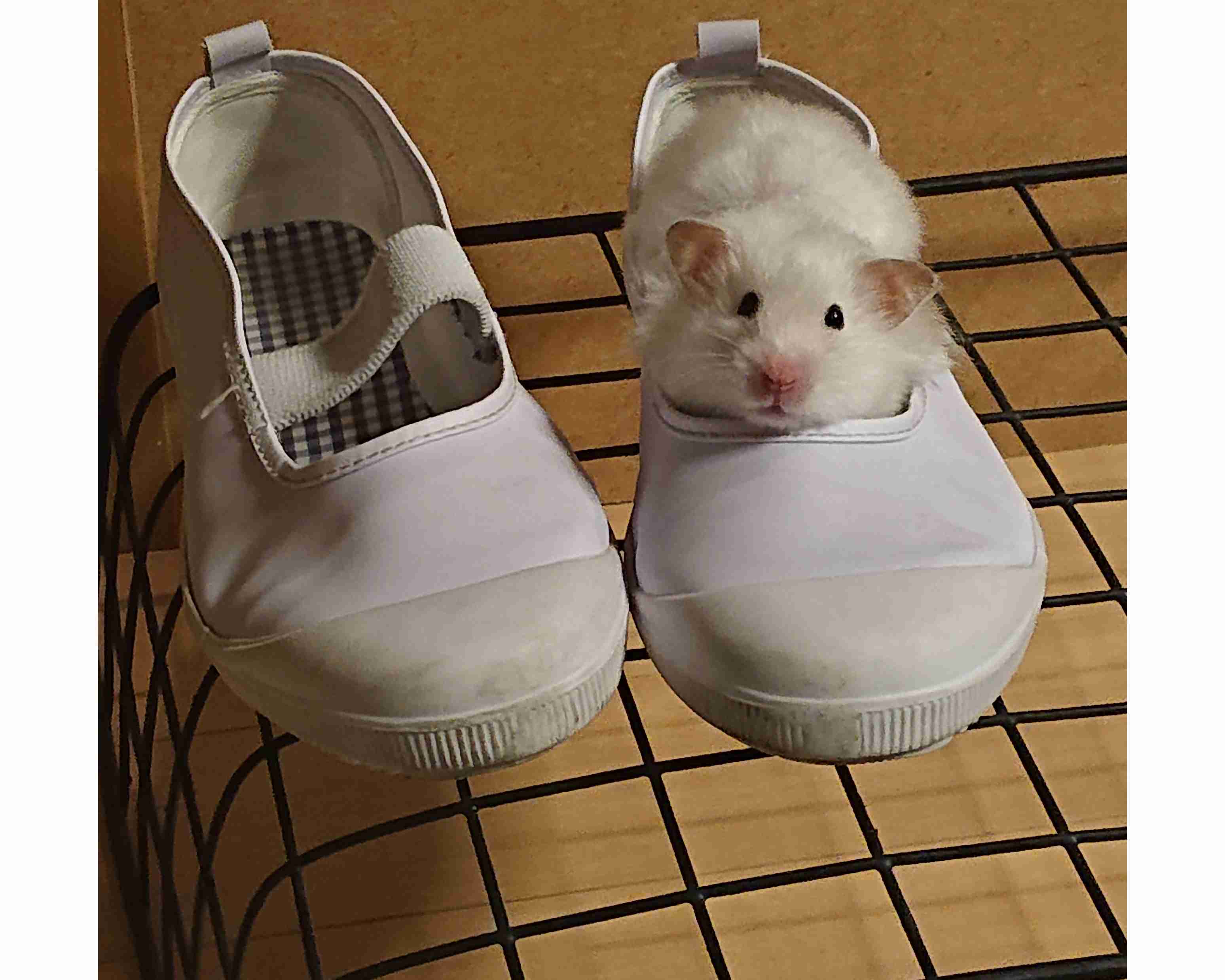 動物たちのお気に入りの場所