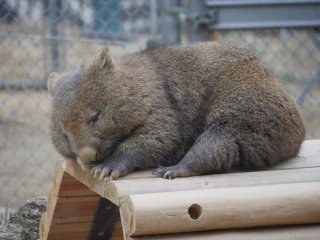 動物たちのお気に入りの場所