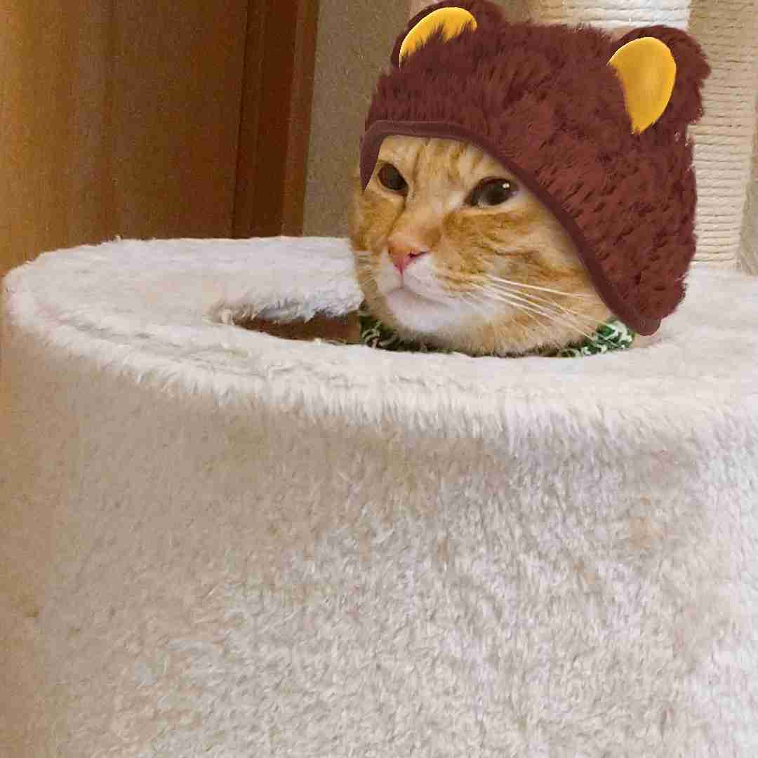 動物たちのお気に入りの場所