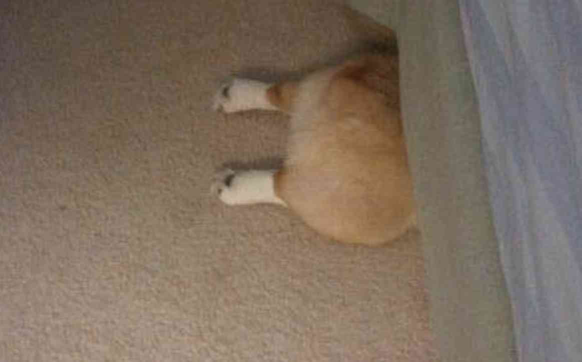 動物たちのお気に入りの場所