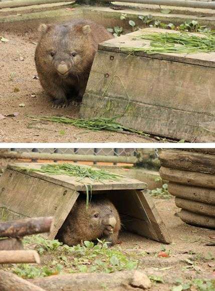 動物たちのお気に入りの場所