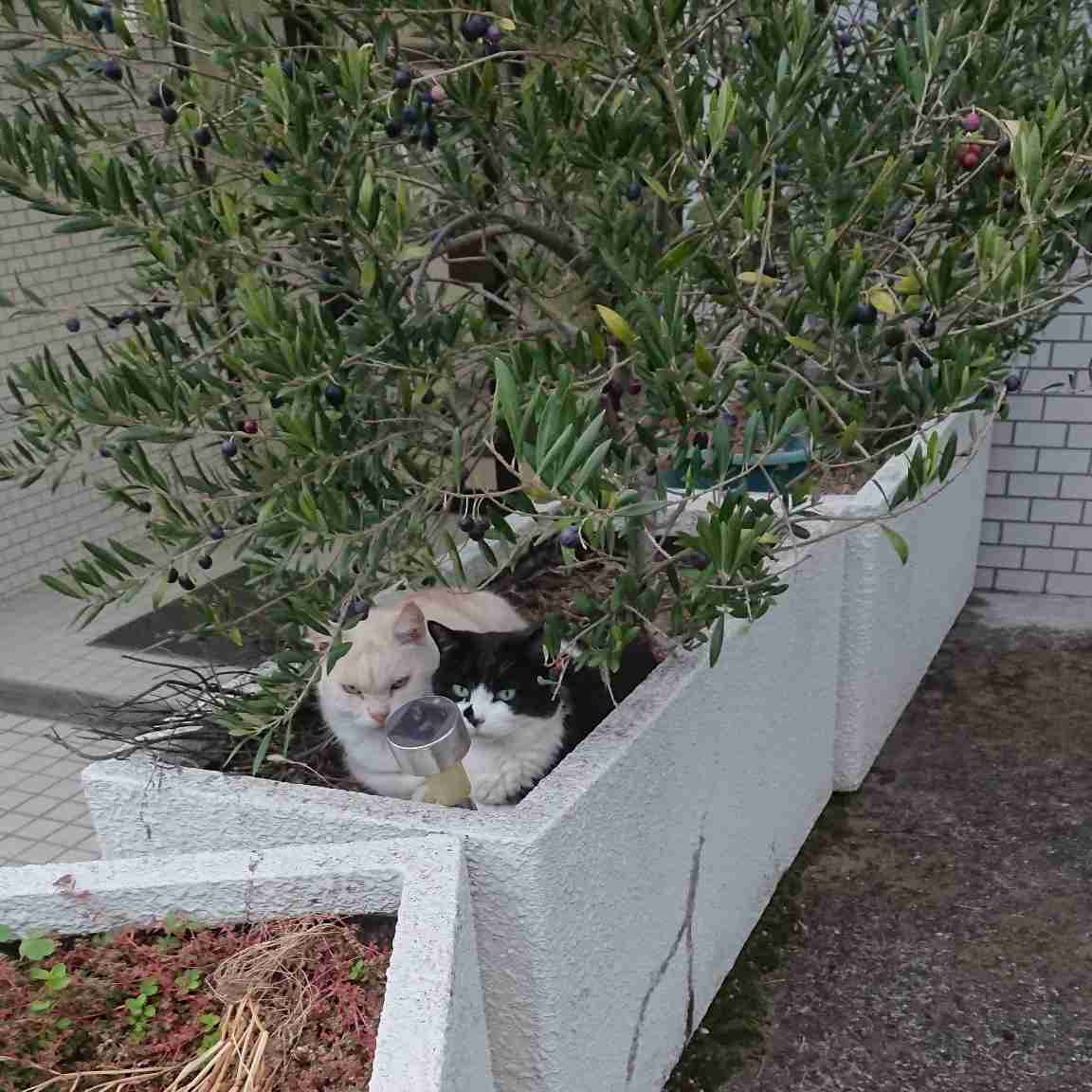 動物たちのお気に入りの場所