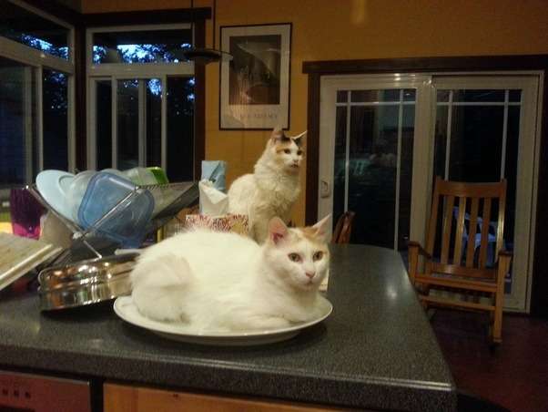 動物たちのお気に入りの場所