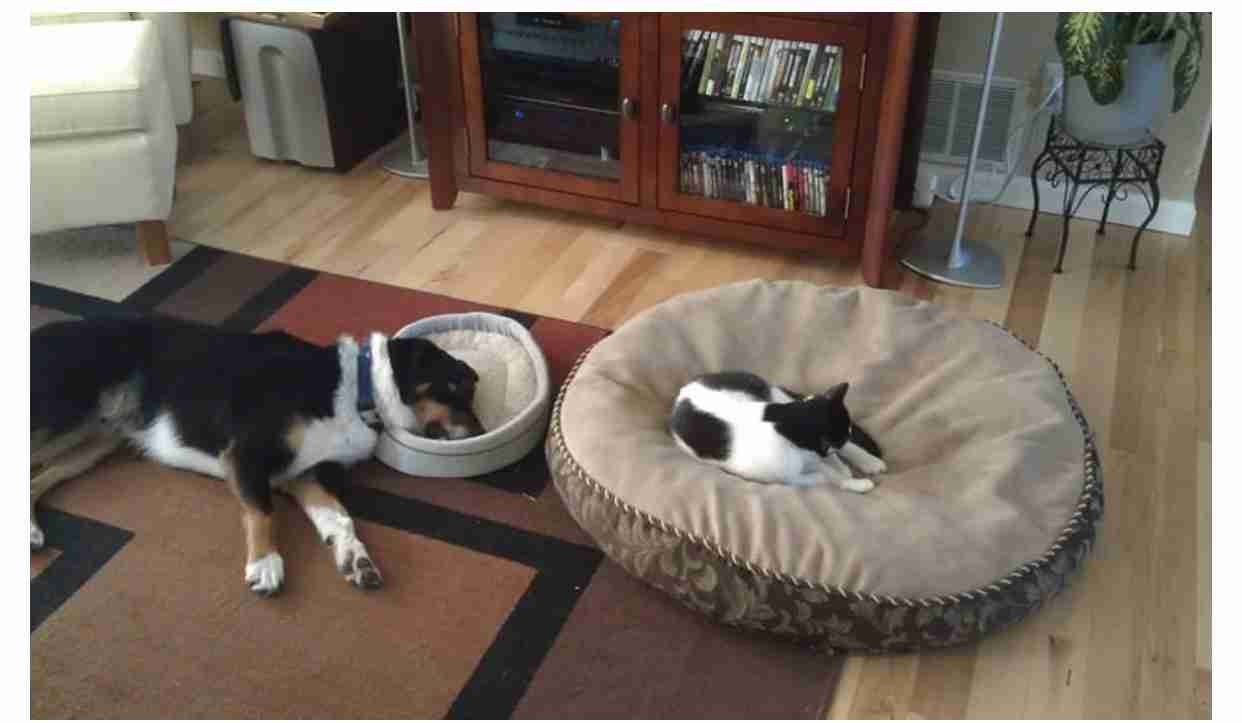 動物たちのお気に入りの場所