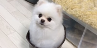 動物たちのお気に入りの場所